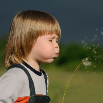 The boy and a dandelion. The small child blowing on a flower of a dandelion