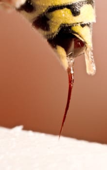 detail shot of back of wasp stinging in human skin