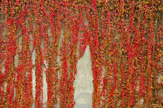 Colorful creepers covers wall made of concrete. Autumn colors.