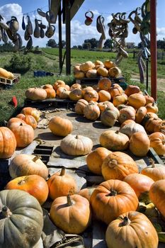 Various kinds of pumpkins.