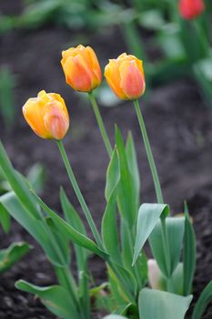 Tulips. Spring flowers blossoming on a bed