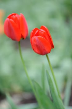 red tulips. Spring flowers blossoming on a bed