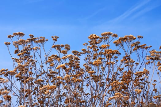 Dried yarrow flowers against a background of blue sky