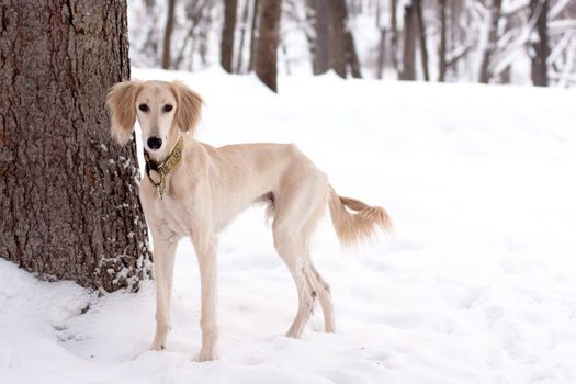 A white saliki pup in a winter park
