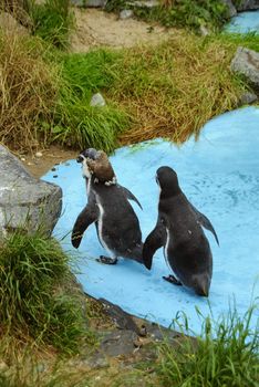 Couple of Magellanic Penguins, Spheniscus magellanicus, or South American penguins in water