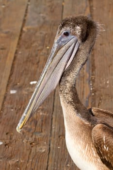 Pelican at the Pier in San Francisco Bay in California