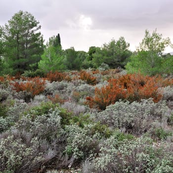 Field of sage herbs in a forest.