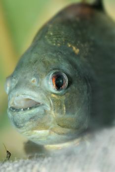 piranha.predatory fish found in South America that attacks other fish animals and occasionally humans