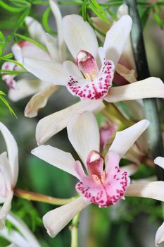 Orchid white. A flower growing in a tropical climate