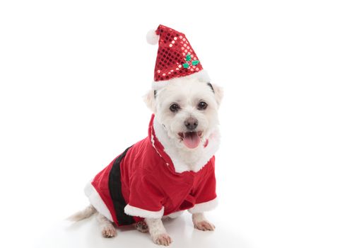 A pet dog dressed in a red coat and santa hat.  White background.
