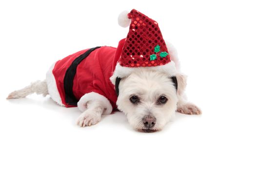 A white maltese terrier wearing a red santa suit and lying down on floor. 