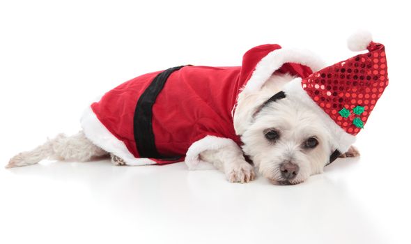 A small whtie dog wearing a santa costume for Christmas.   White background.