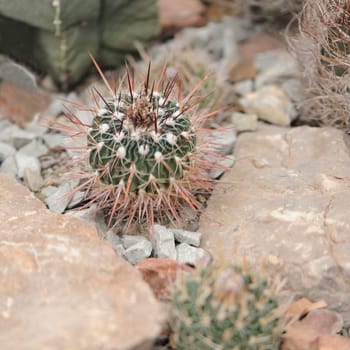 Cactus. Type of spiny succulent plant