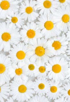 Background from camomile with drop sailling on water