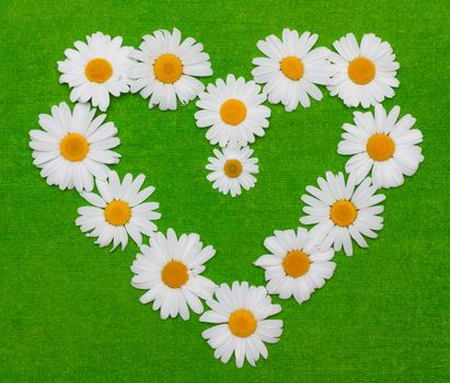 Flowerses of the camomile are put by figure in form heart on green background