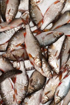 Cheese fish in scales is put by background