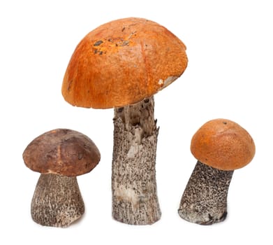 Three mushrooms stand insulated on white background