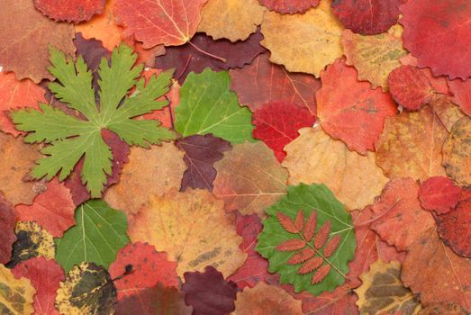 Autumn sheet insulated on white background