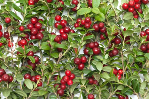 Branches of the cowberry with red fruit