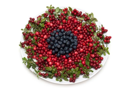 Cowberry and whortleberry on plate framed green branch isolated on white