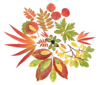 Autumn still life from sheet and berry of the whortleberry