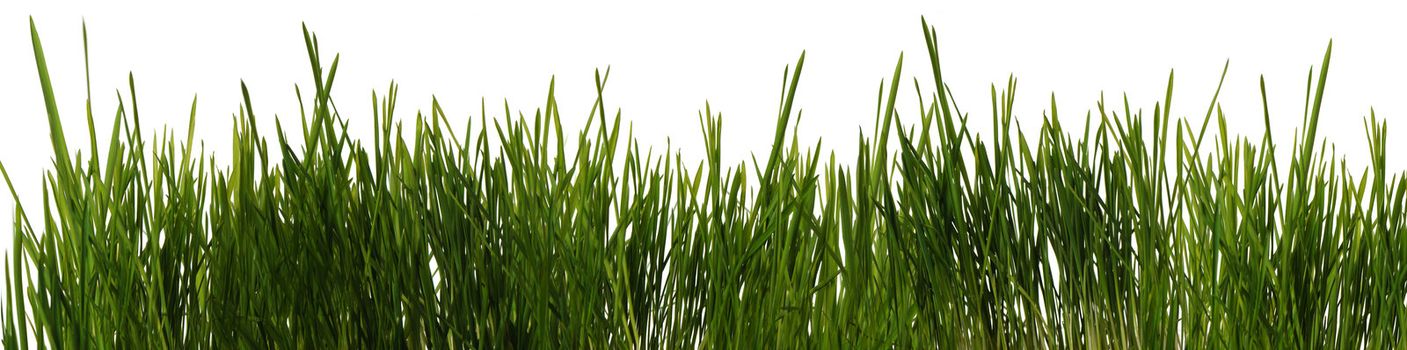 The grass is isolated. Fresh green vegetation isolated on a white background