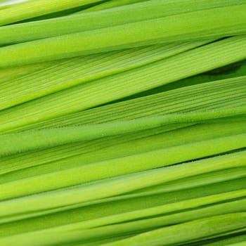 Grass a background. Fresh green vegetation close up