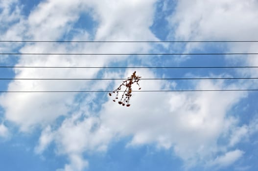 Thorn flowers on a wire. Abstract background.
