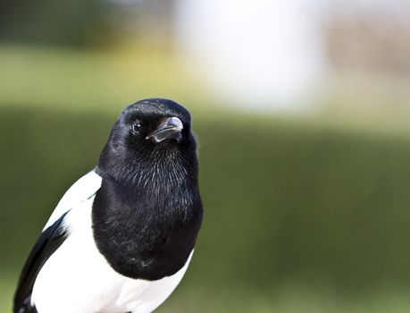 picture of magpie (bird, corvid) taken in south germany