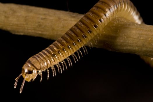 centipede on twig  black background