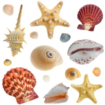 Set of sea cockleshells. It is isolated on a white background