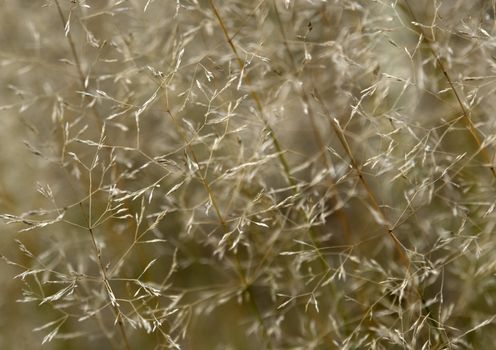 abstract natural background of filigree sere grass detail
