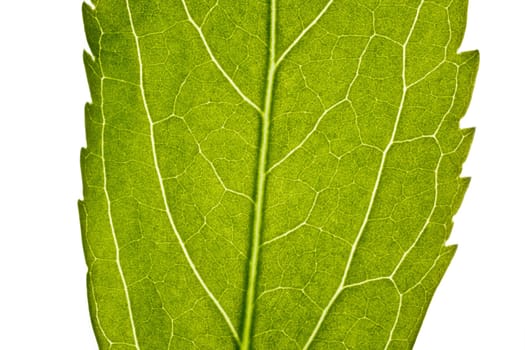 part of green leaf in close up. nice for use in background