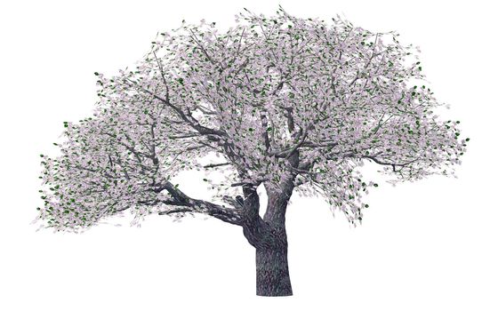 Spring tree. The tree is isolated on a white background 