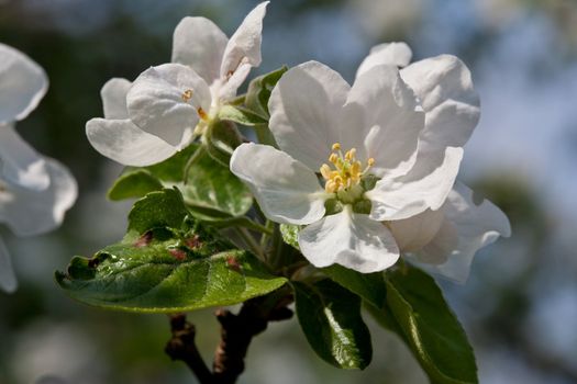 nature series: apple flower in spring season