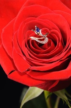 Ring in a white rose. A jewelry on a blossoming bud of a flower