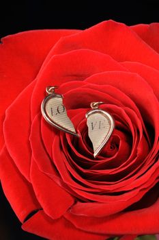 Ring in a red rose. A jewelry on a blossoming bud of a flower