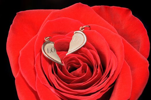 Ring in a red rose. A jewelry on a blossoming bud of a flower