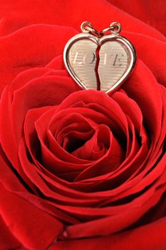Ring in a red rose. A jewelry on a blossoming bud of a flower