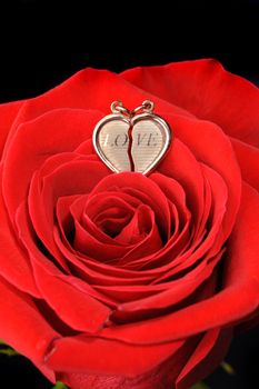 Ring in a red rose. A jewelry on a blossoming bud of a flower