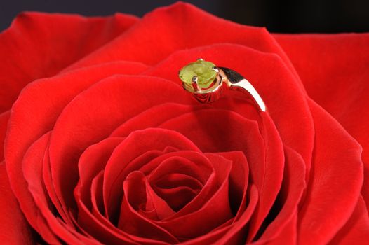 Ring in a red rose. A jewelry on a blossoming bud of a flower