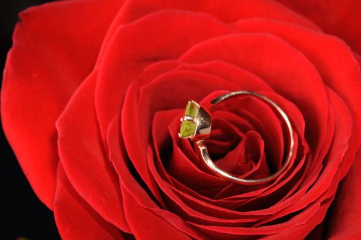 Ring in a red rose. A jewelry on a blossoming bud of a flower