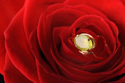 Ring in a red rose. A jewelry on a blossoming bud of a flower