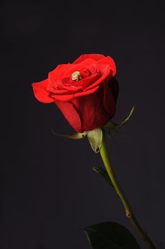 Ring in a red rose. A jewelry on a blossoming bud of a flower