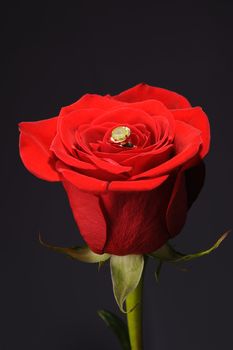 Ring in a red rose. A jewelry on a blossoming bud of a flower