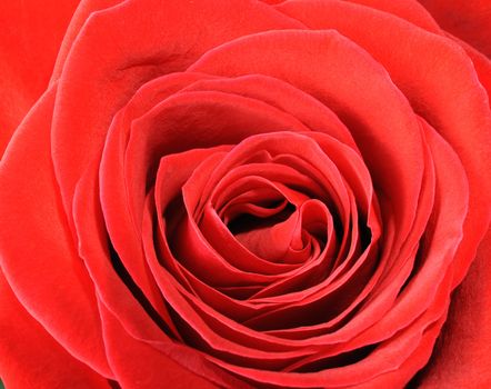 Rose closeup. A blossoming flower with the detailed structure