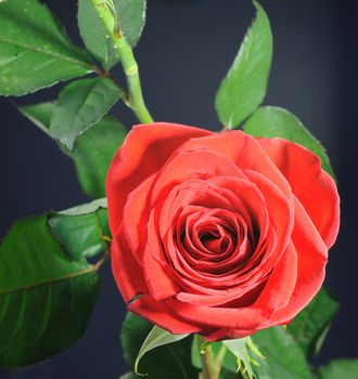 Rose closeup. A blossoming flower with the detailed structure