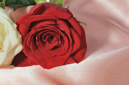Rose on satin. A flower laying on effective material