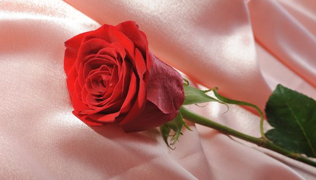 Rose on satin. A flower laying on effective material
