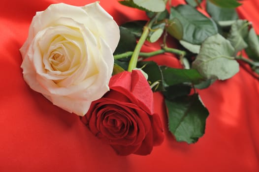 Rose on satin. A flower laying on effective material